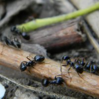 муравьишки :: Наталья Мясникова