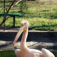Розовый пеликан :: Julia M 