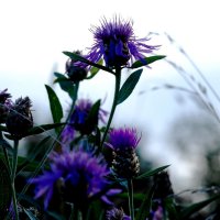 Фотографировать цветы надоело 4 :: Валерий Левичев