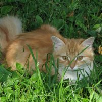 рыжий кот :: Светлана Шестова