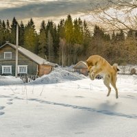 Туман мышкует... :: Федор Кованский