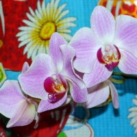 Орхидея(Фаленопсис розовый (Phalaenopsis rosea) :: Алексей Цветков