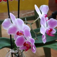 Орхидея(Фаленопсис розовый (Phalaenopsis rosea) :: Алексей Цветков