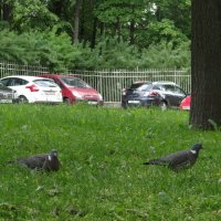 Вя́хирь, или витю́тень[5] (лат. Columba palumbus) :: Алексей Цветков