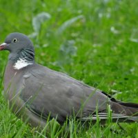 Вя́хирь, или витю́тень[3] (лат. Columba palumbus) :: Алексей Цветков