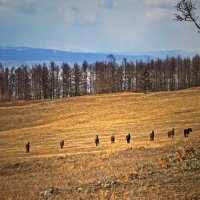 Встанем рядком... :: Галина Ильясова