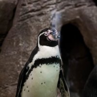 Перуанский пингвин :: Aleksandra Kulikova