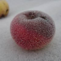 Замороженное яблочко :: Serega  