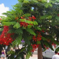 Delonix regia (Делоникс королевский, Огненное дерево) :: Елена Павлова (Смолова)