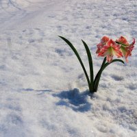 Для тех .кто соскучился по весне :: Николай Сапегин