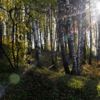 Разноцветные "зайчики" в осеннем лесу. :: Владимир Безбородов