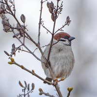 Я на веточке сижу..... :: Sergey (Apg)