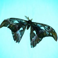 Бабочки летают, бабочки... :: Валерий Лазарев