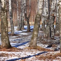 Среди березок бродит март :: Татьяна Ломтева