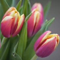 tulips :: ~ Backstage ~ N.