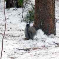 - Пока орех не дашь, позировать не буду!!! :: Наталья Пендюк Пендюк