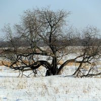 Дерево. :: nadyasilyuk Вознюк