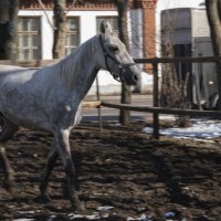 Белый конь :: Яков Реймер