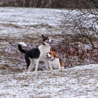 "Хаски, какой кошмар! Мой папа идет! Я не знаю, что он с тобой сделает!" :: Владимир Безбородов