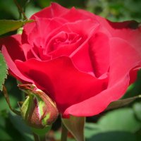 Красная роза эмблема любви! :: Николай Волков