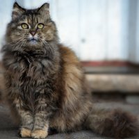 vit5  серия - уличные коты :: Vitaly Faiv