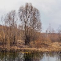 Симметрия весны.. :: Юрий Стародубцев