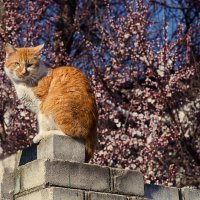 Весенний рыжик) :: Елена Данько