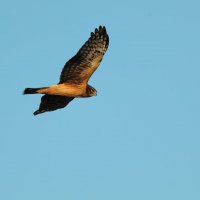 Red Tailed Hawk :: Naum 