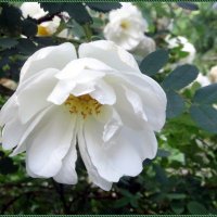 Белая роза :: Вера 