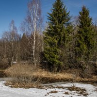 По последнему снегу. :: Алексей Соловьев