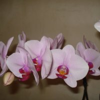 Орхидея :: Дарья Лаврухина