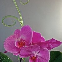 Орхидея цветёт :: Елена Федотова