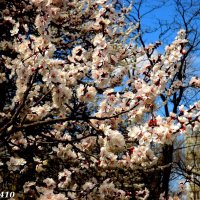 Цветущий апрель :: Нина Бутко
