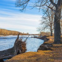 Из жизни деревьев :: Любовь Потеряхина