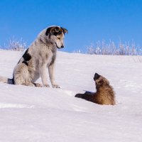 Поговорим... :: Юрий Харченко