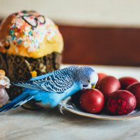 Христос воскрес!  Поздравляем всех со светлым днем Пасхи)  Счастья и благополучия вам и вашим семьям :: Иван Мищук