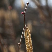 Сережки :: Татьяна Панчешная