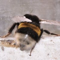 bumblebee :: Бармалей ин юэй 