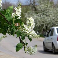 Цветущий апрель :: Татьяна Смоляниченко