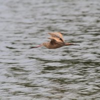 Marbled Godwit :: Naum 