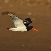 American Oystercatcher :: Naum 