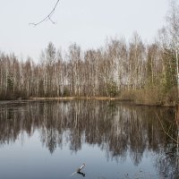 озеро в лесу :: Ольга (Кошкотень) Медведева