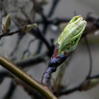 Растёт рябина под окном.... :: Юрий 