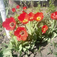 Тюльпаны :: Сергей Тимоновский