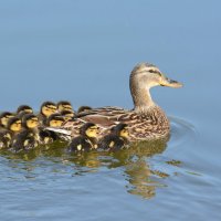 Многодетная мама кряква. :: Светлана Ивановна Медведева