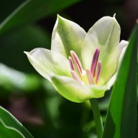 Белый зеленоцветный тюльпан :: Татьяна Евдокимова