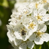 Цветение :: Владимир Переклицкий