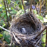 Гнездо птички :: Зося Lermark