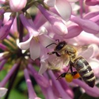 пчёлка с ведёрками :: Анастасия 