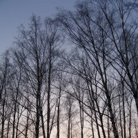 Деревья на закате :: Надежда Кондр